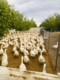 galeri-7